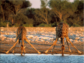 Измученные жаждой Жирафы